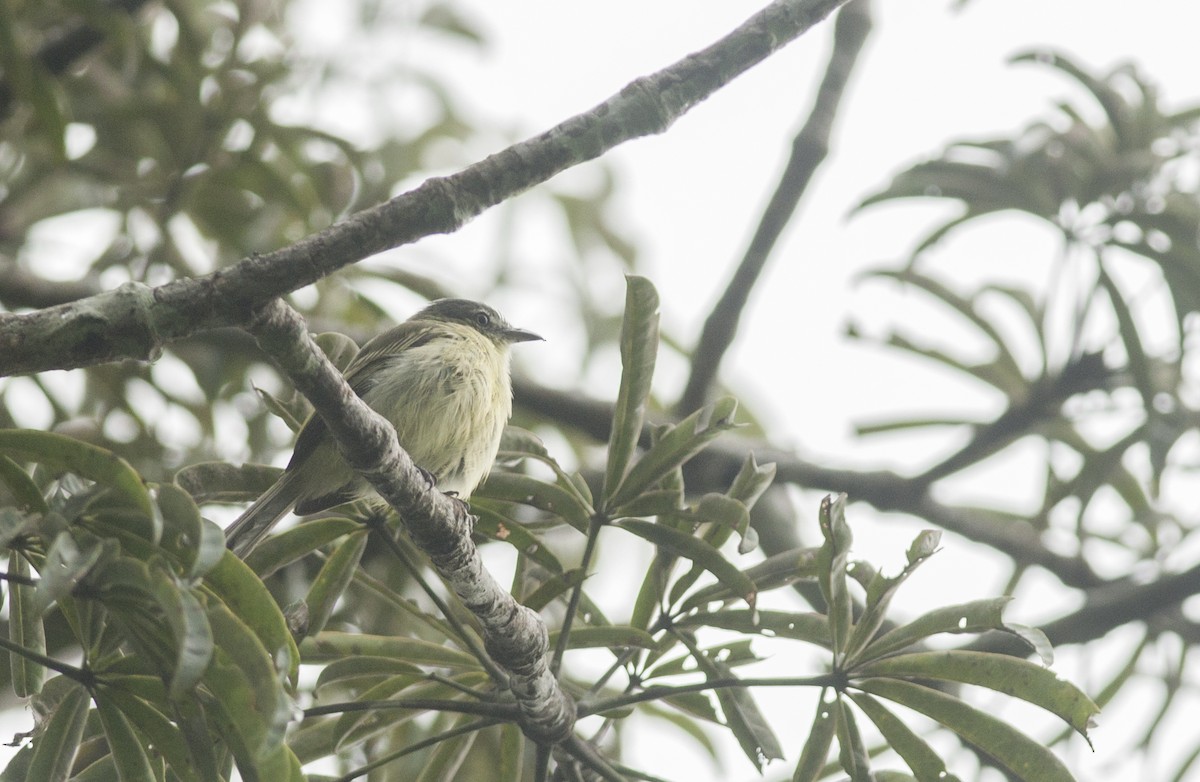 Gray-crowned Flatbill - ML175519581