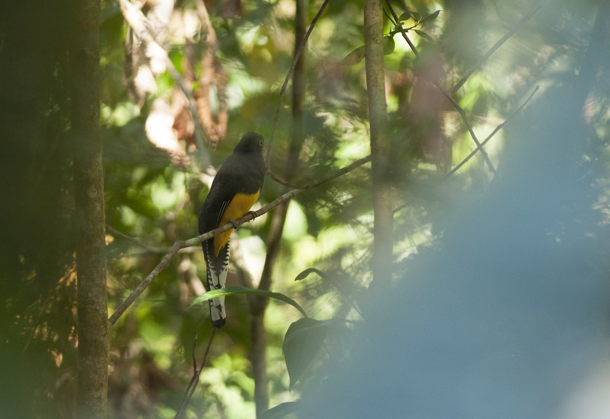 Green-backed Trogon - ML175519621