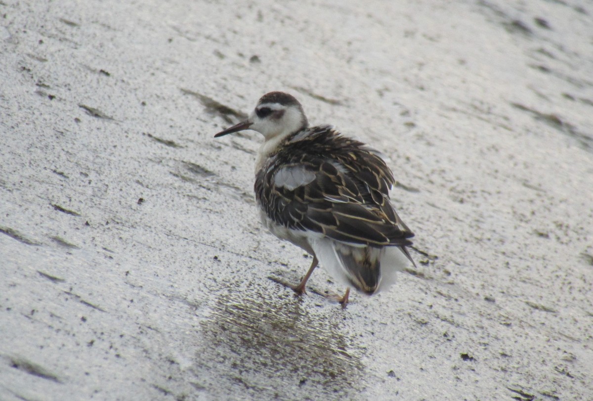 Phalarope à bec large - ML175521811