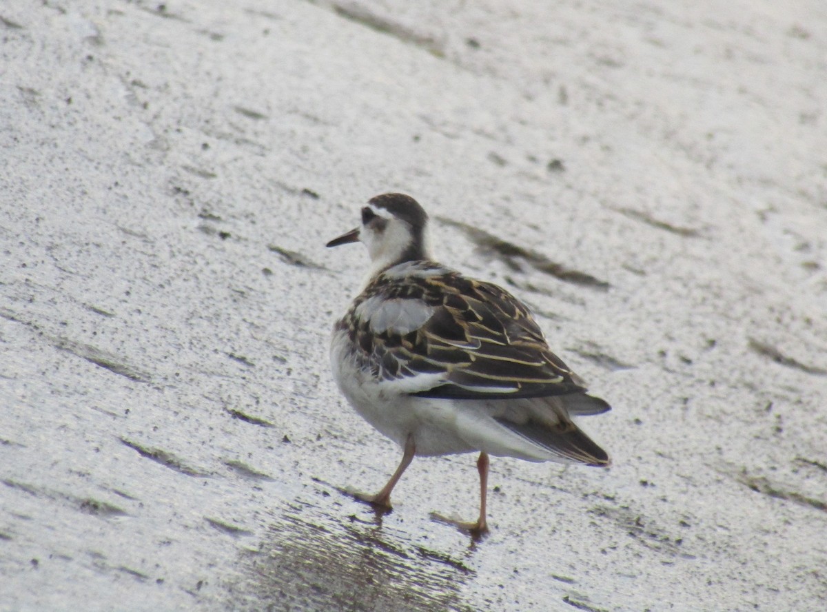 Phalarope à bec large - ML175521831