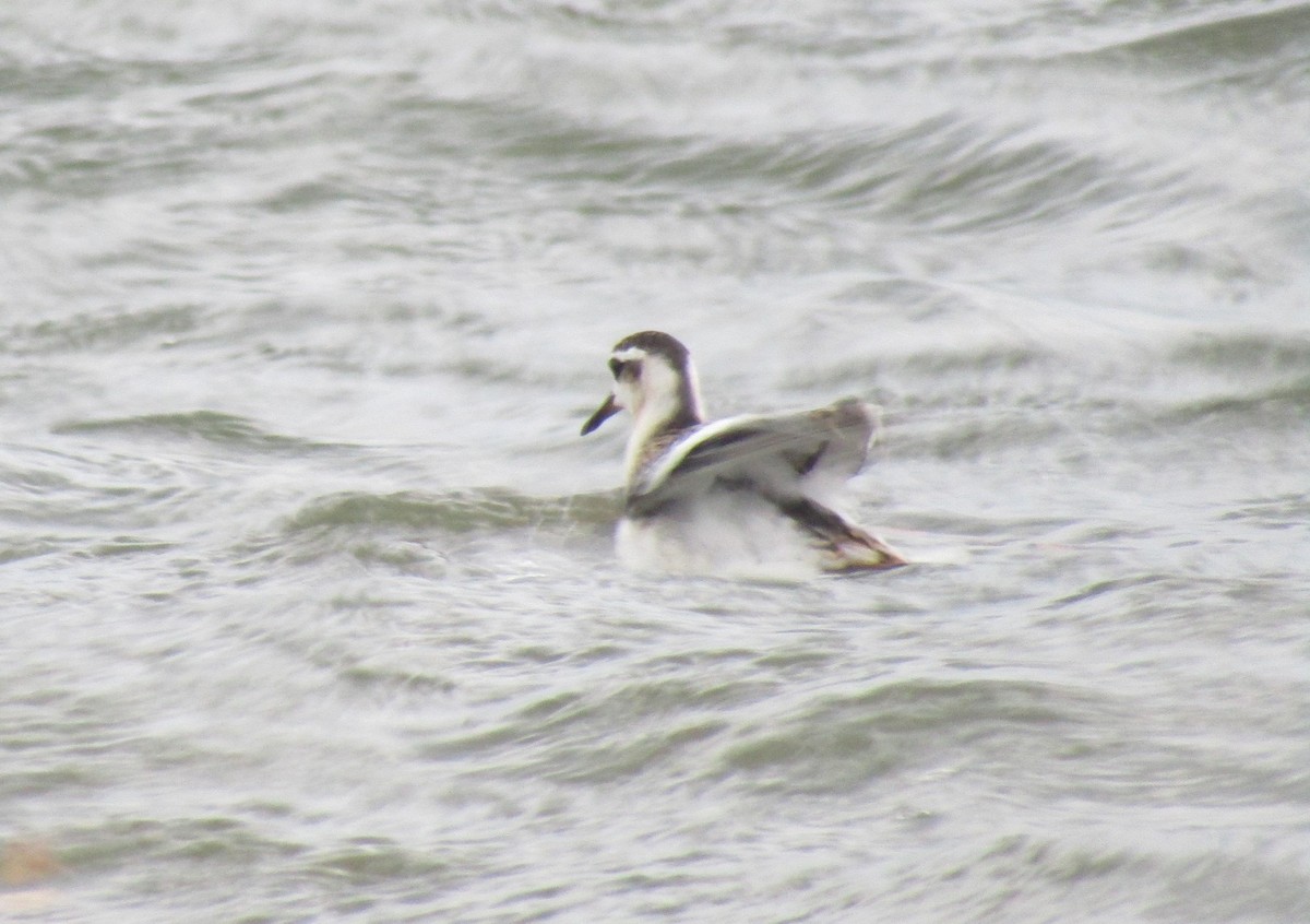 Red Phalarope - ML175521881