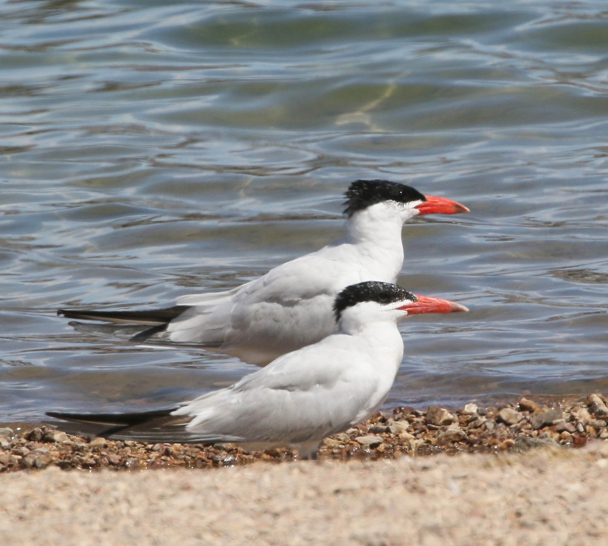 Caspian Tern - Patrick Gaffey