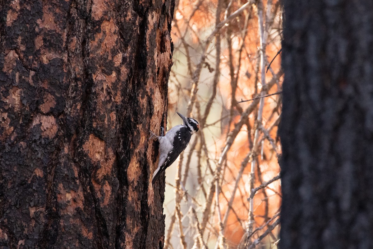 Hairy Woodpecker - ML175525451