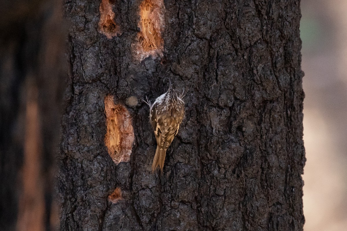 Brown Creeper - Richard  Vreeland