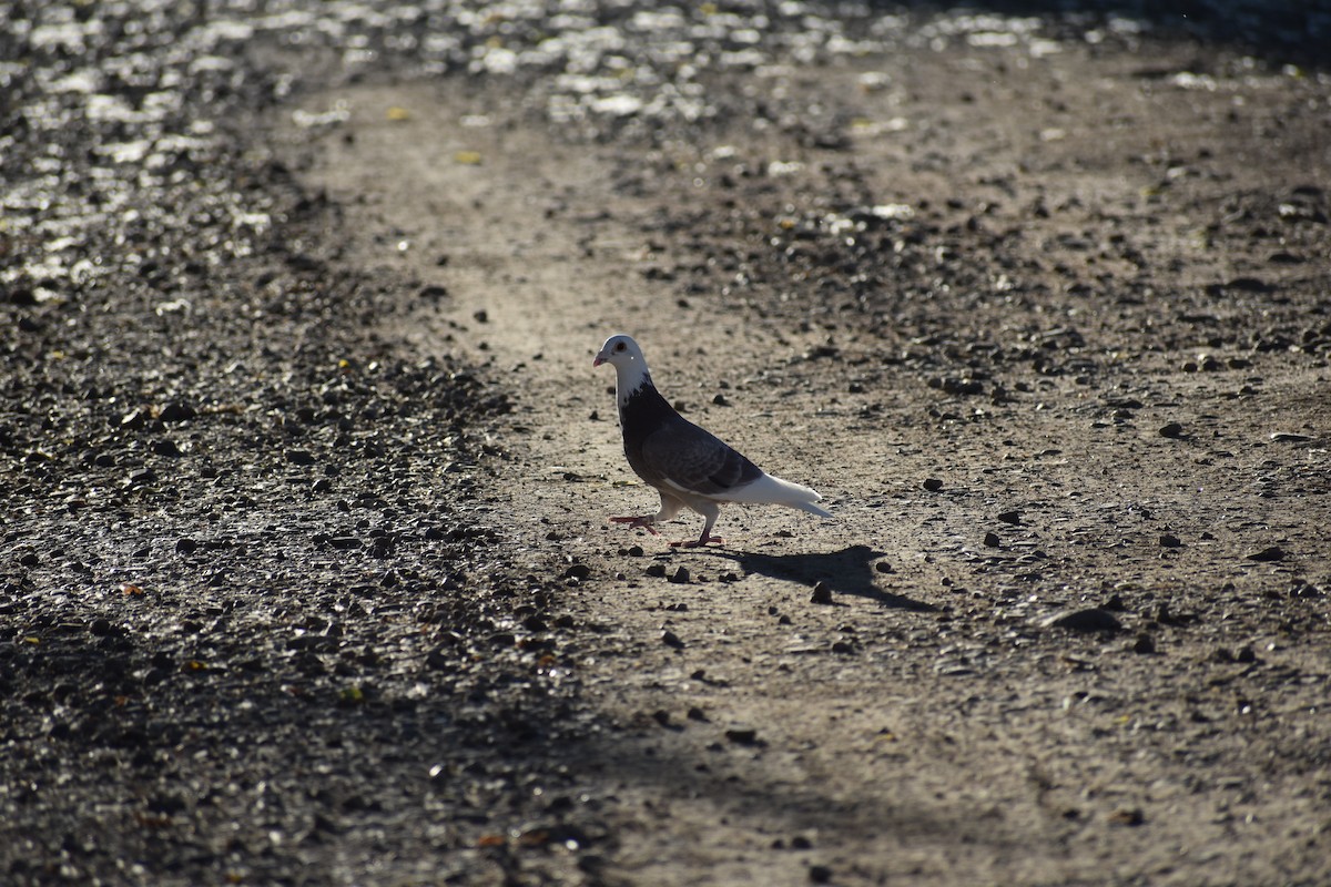 Rock Pigeon (Feral Pigeon) - ML175527371