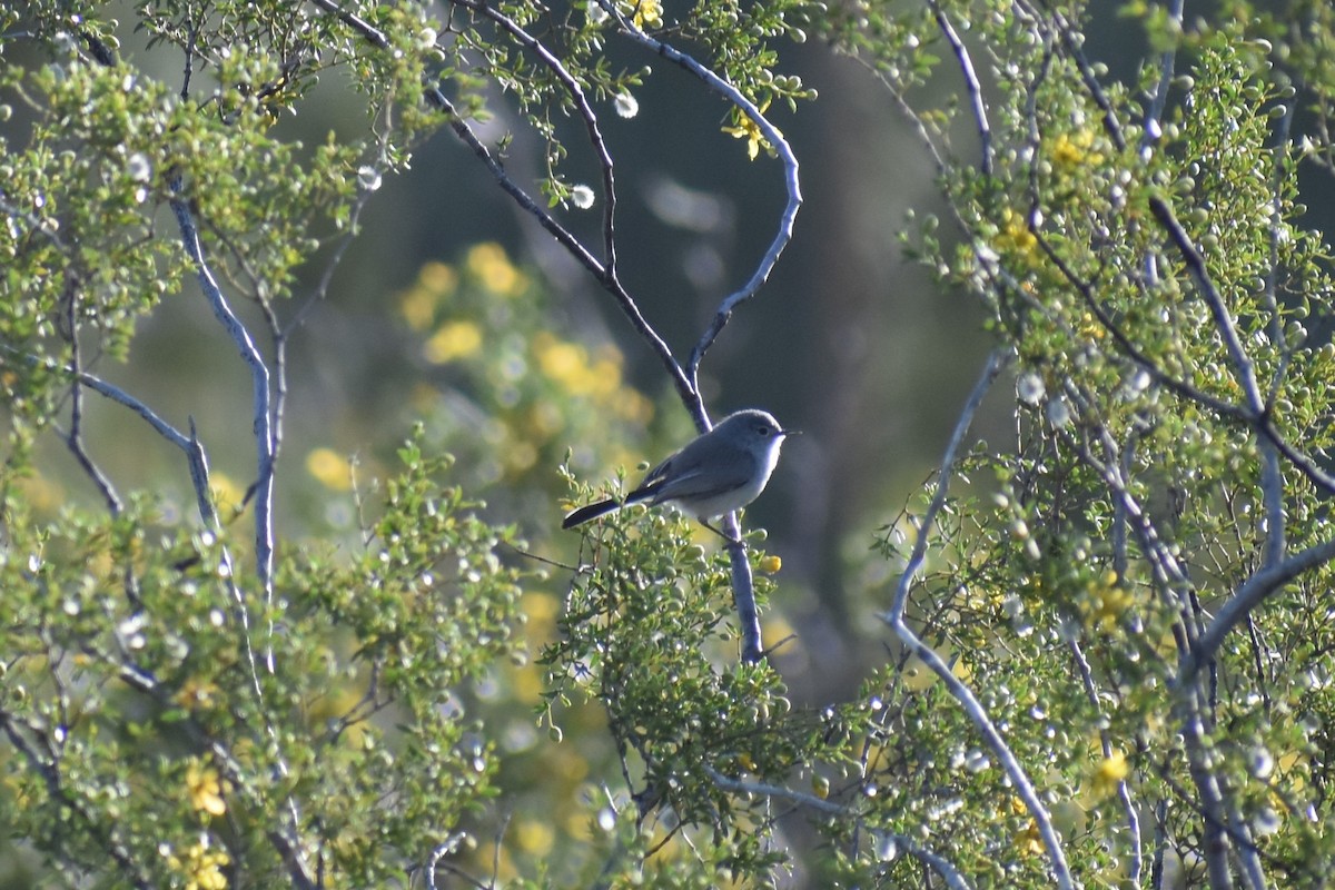 Blue-gray Gnatcatcher - ML175528511