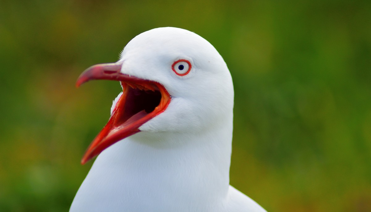 Silver Gull - ML175528841
