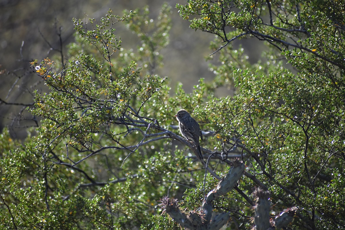 Brewer's Sparrow - Sydney Gerig