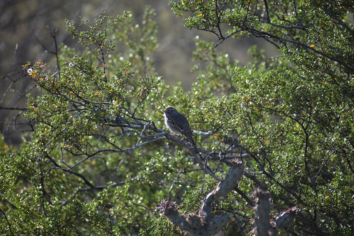 Brewer's Sparrow - ML175529361