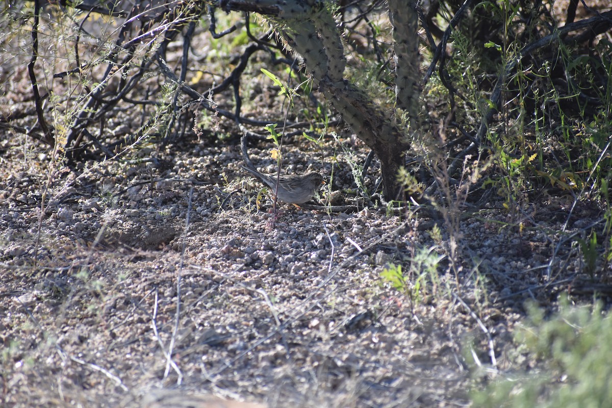 Brewer's Sparrow - ML175529401