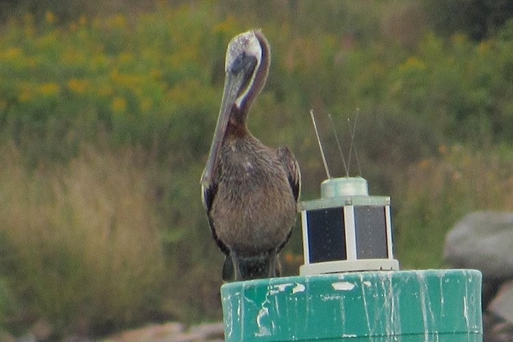 pelikán hnědý - ML175530611