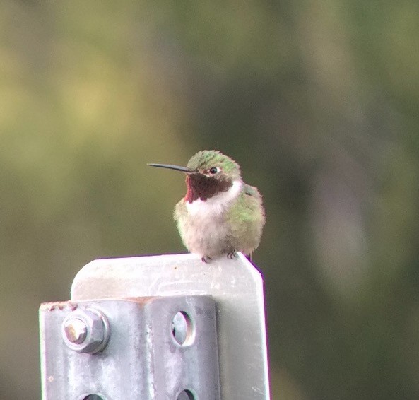 Broad-tailed Hummingbird - ML175535871