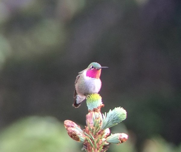 Broad-tailed Hummingbird - ML175535881