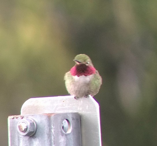 Broad-tailed Hummingbird - ML175535891