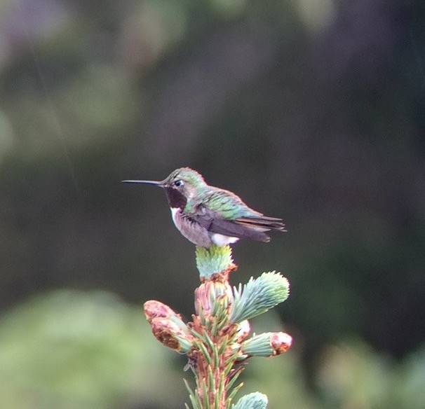 Broad-tailed Hummingbird - ML175535901