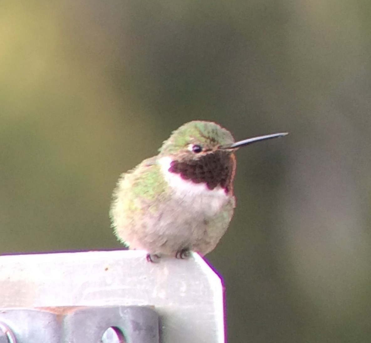 Broad-tailed Hummingbird - ML175535921