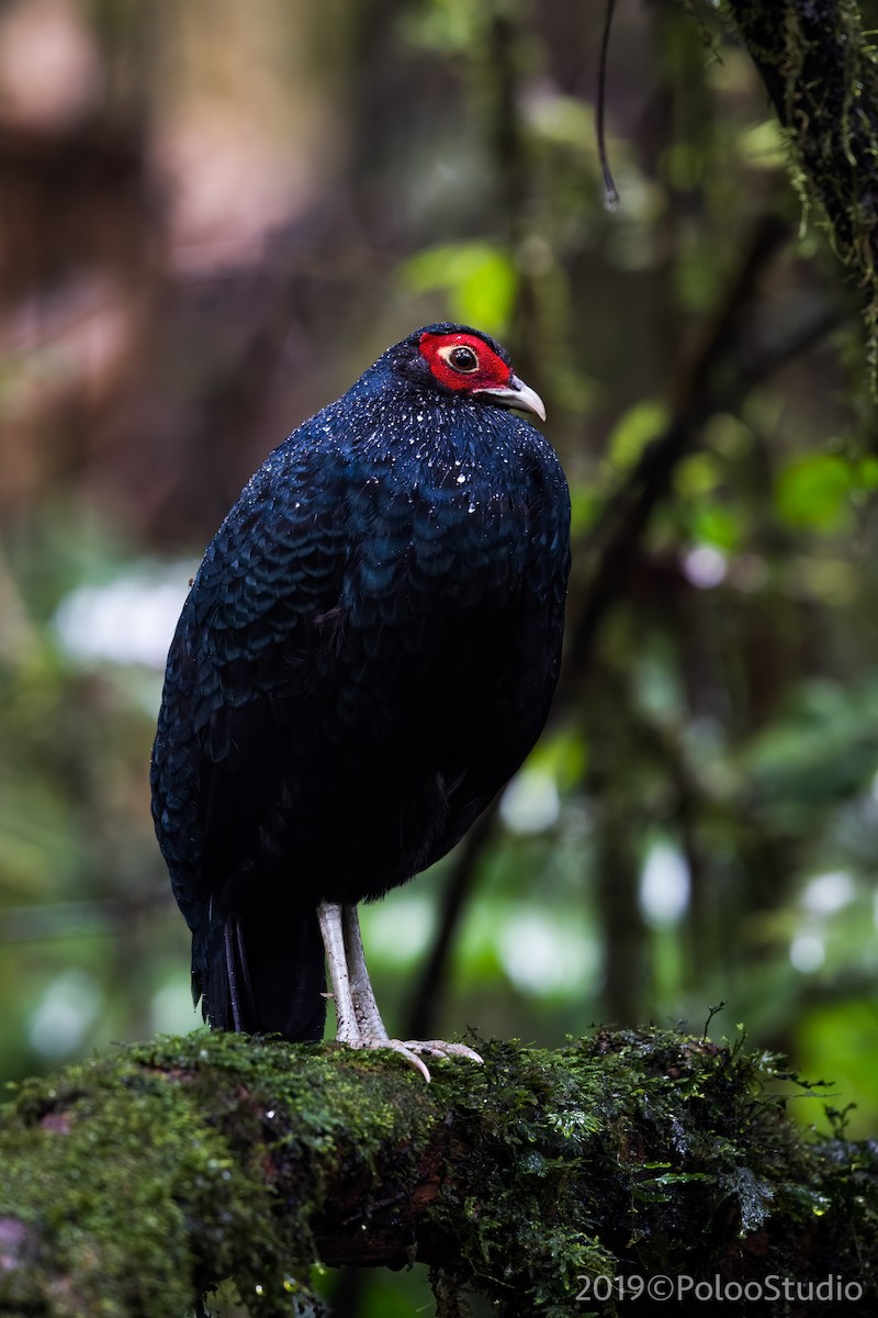 Salvadori's Pheasant - ML175538391