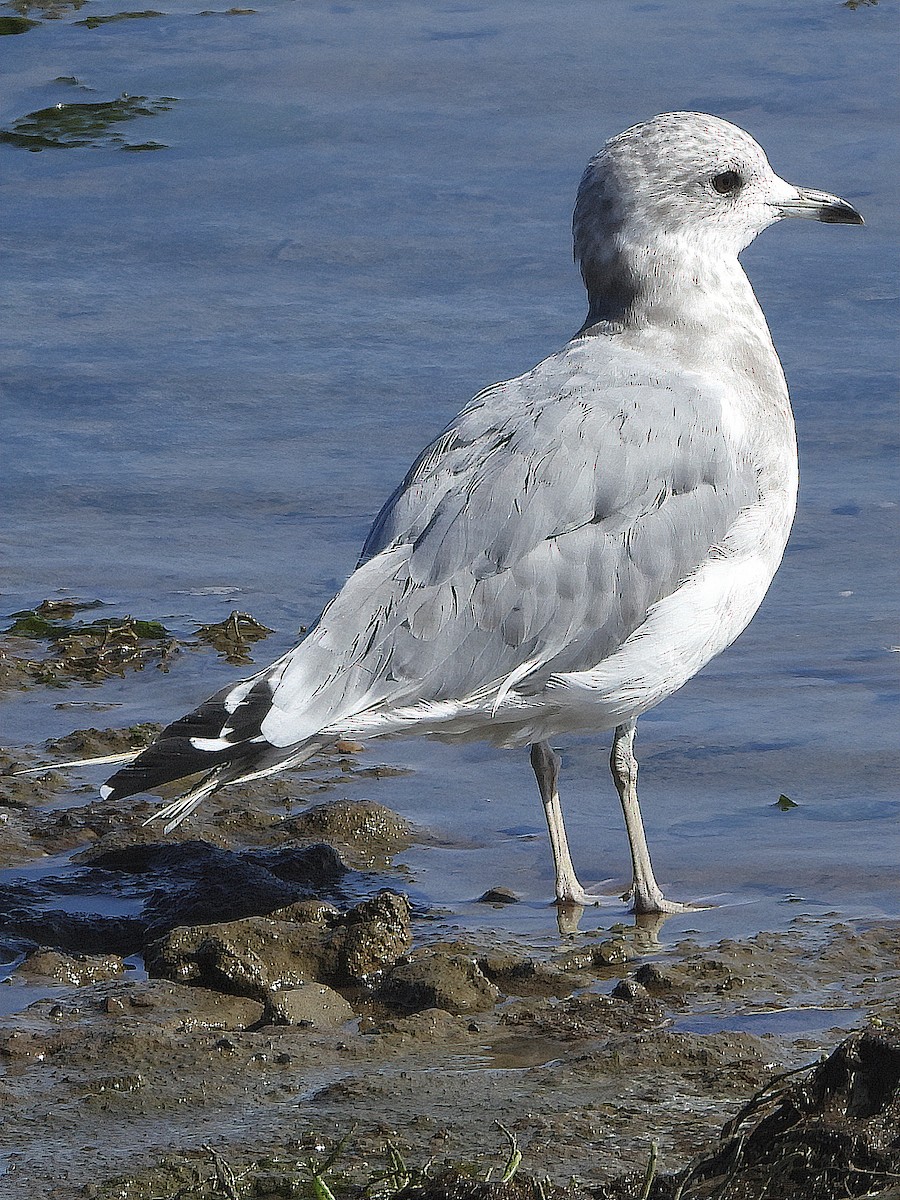 Short-billed Gull - Dan Tallman