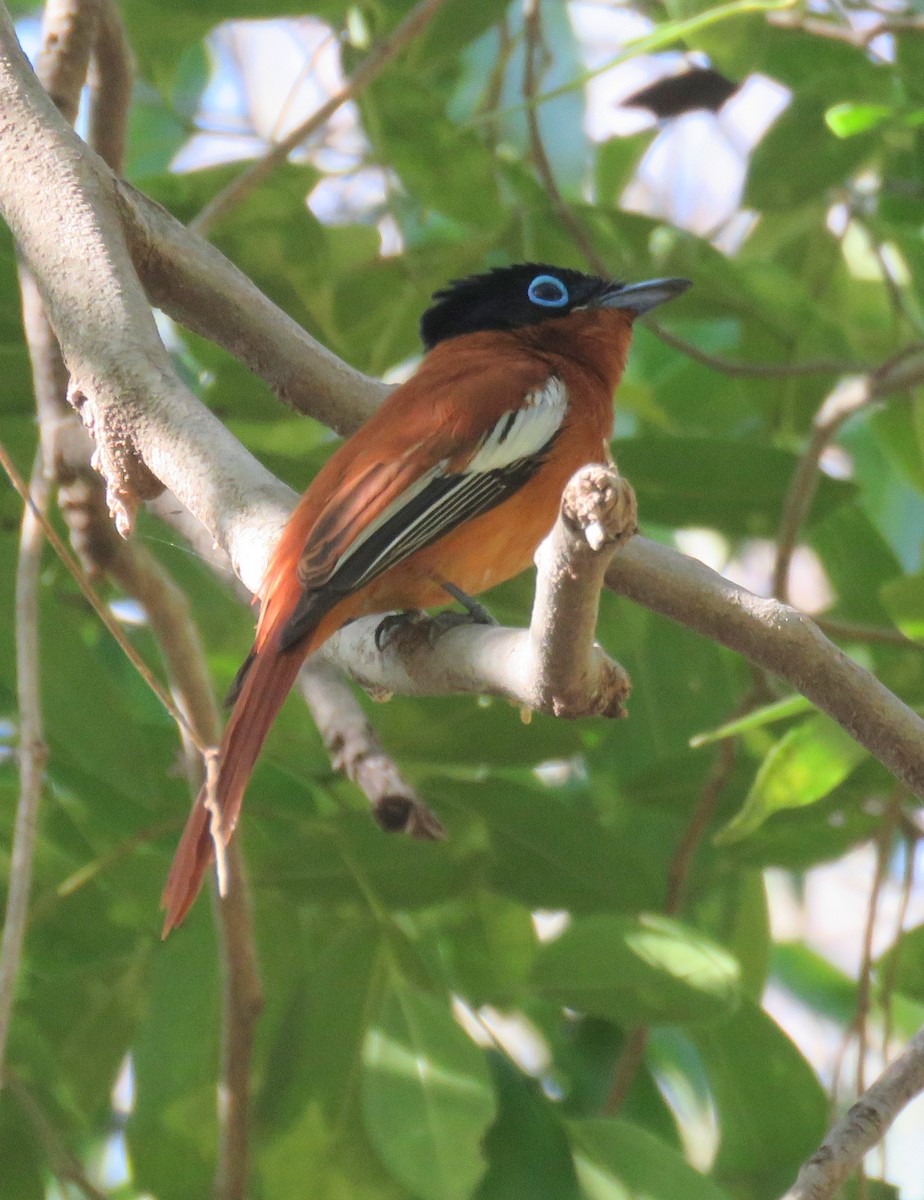 Malagasy Paradise-Flycatcher - ML175540771