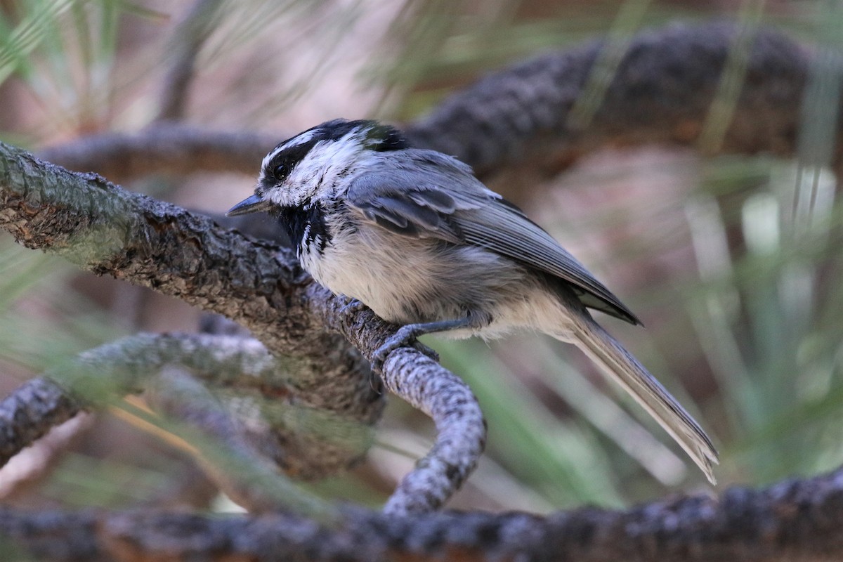 Mountain Chickadee - ML175543351