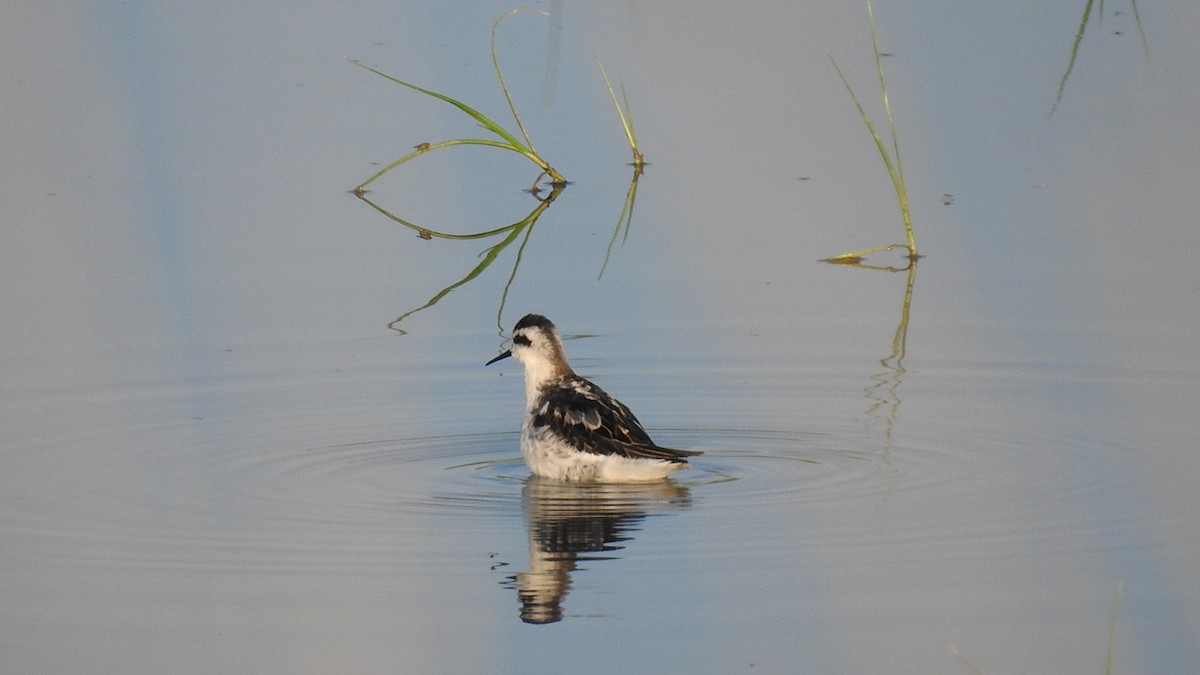 Red-necked Phalarope - ML175546511