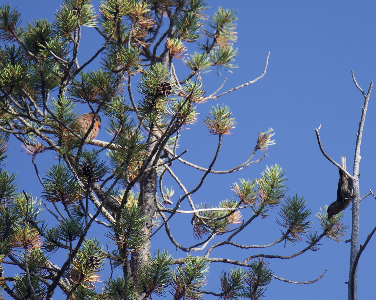 Red Crossbill - ML175546751