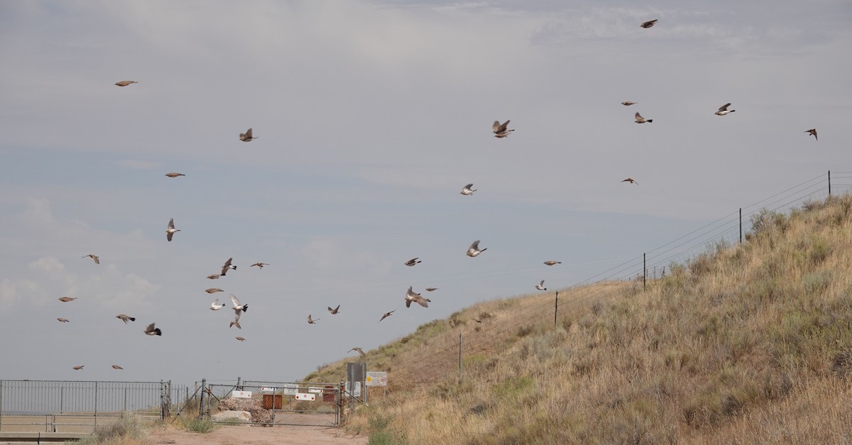 Horned Lark - ML175546861