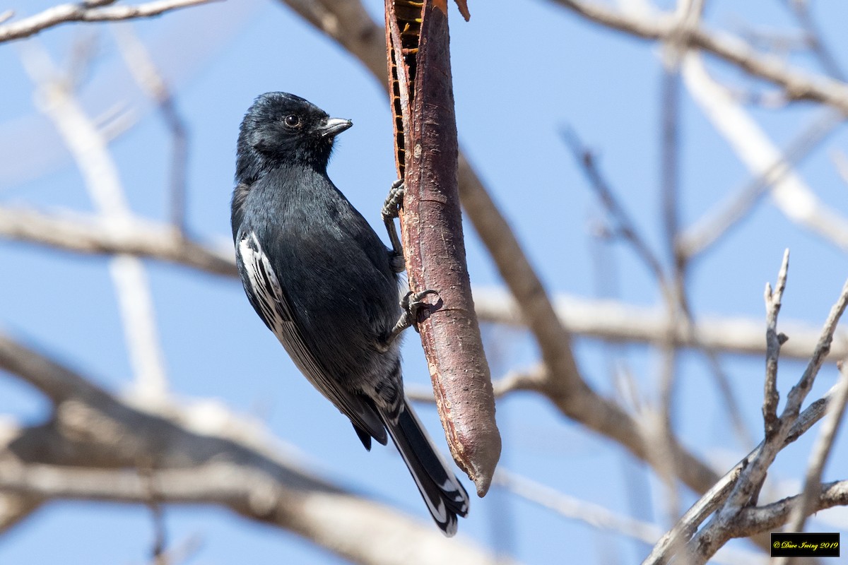 Southern Black-Tit - ML175547271