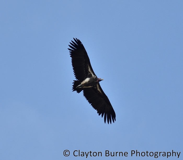 Lappet-faced Vulture - ML175547931