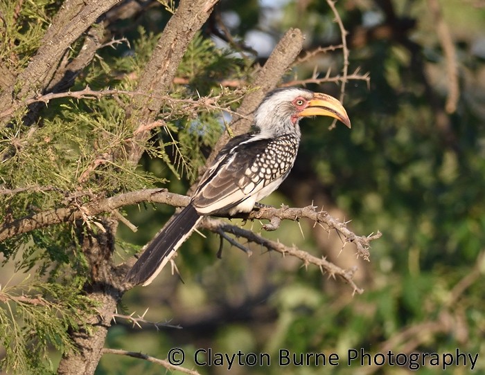 Southern Yellow-billed Hornbill - ML175548091