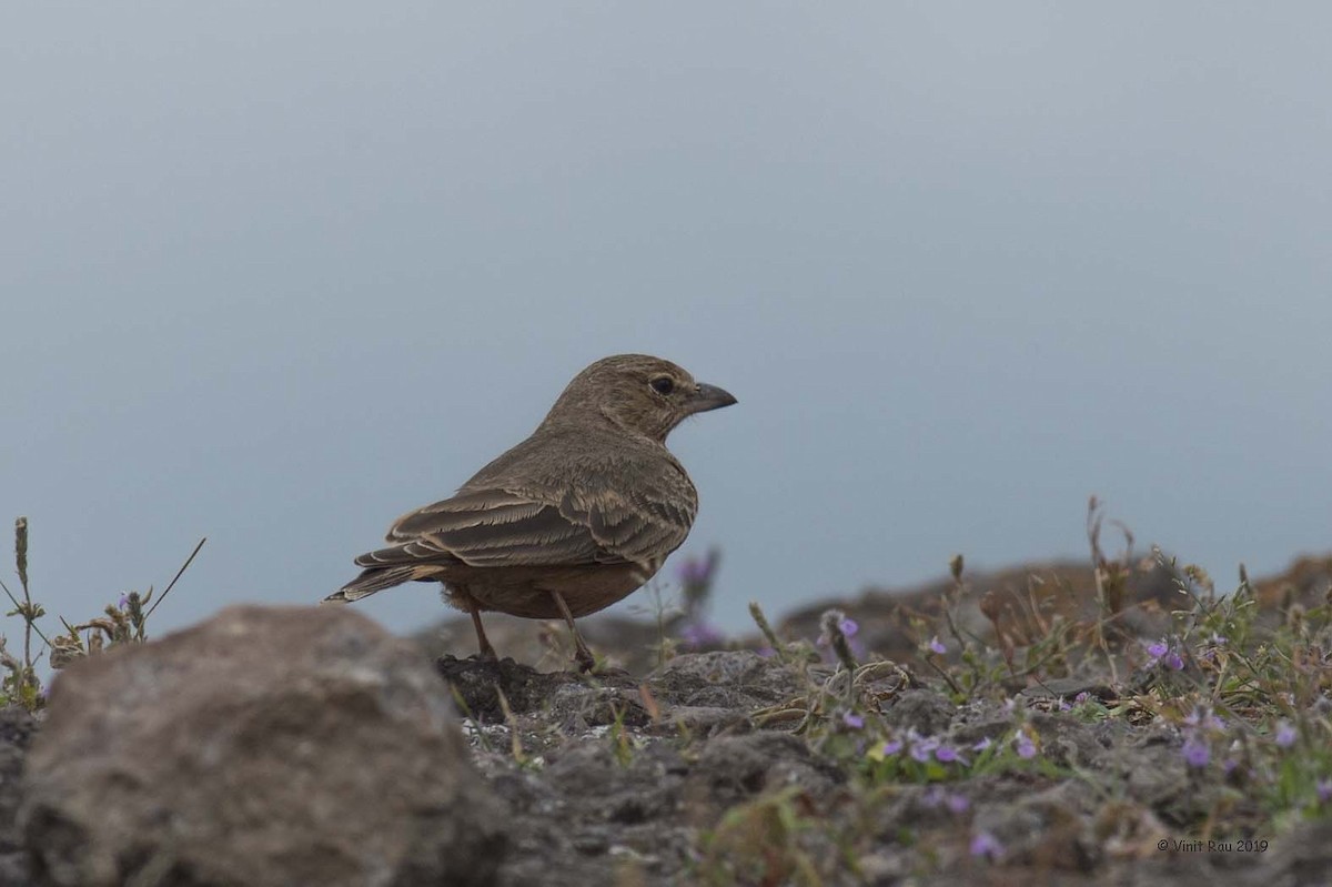 Rufous-tailed Lark - ML175548821