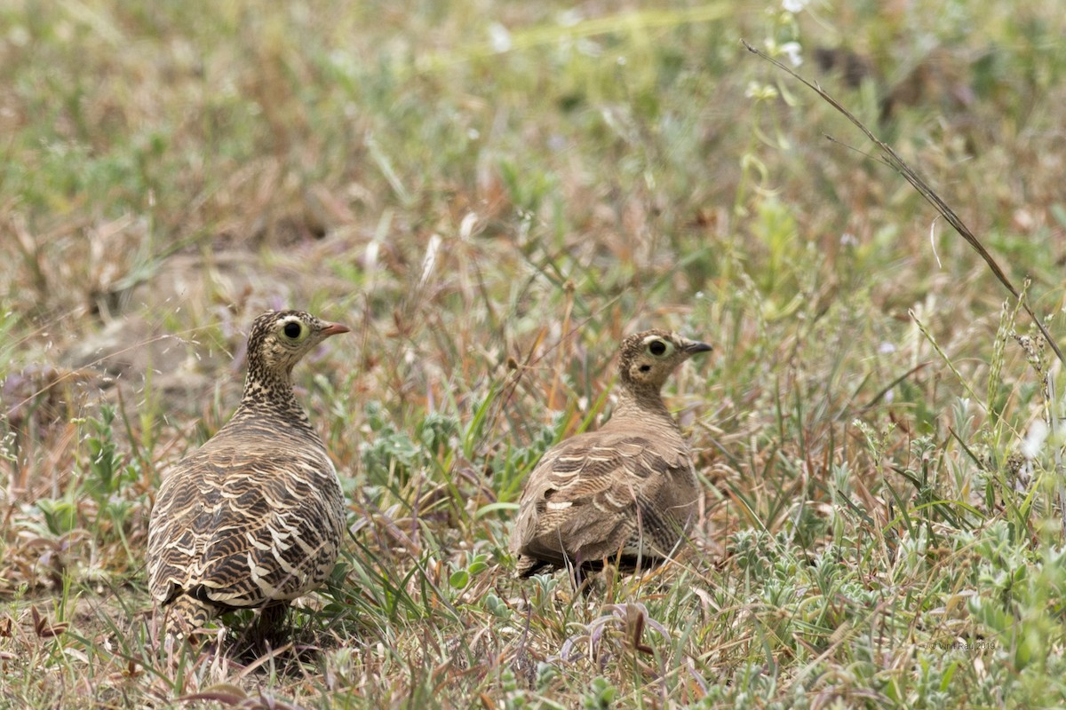 Painted Sandgrouse - ML175548881