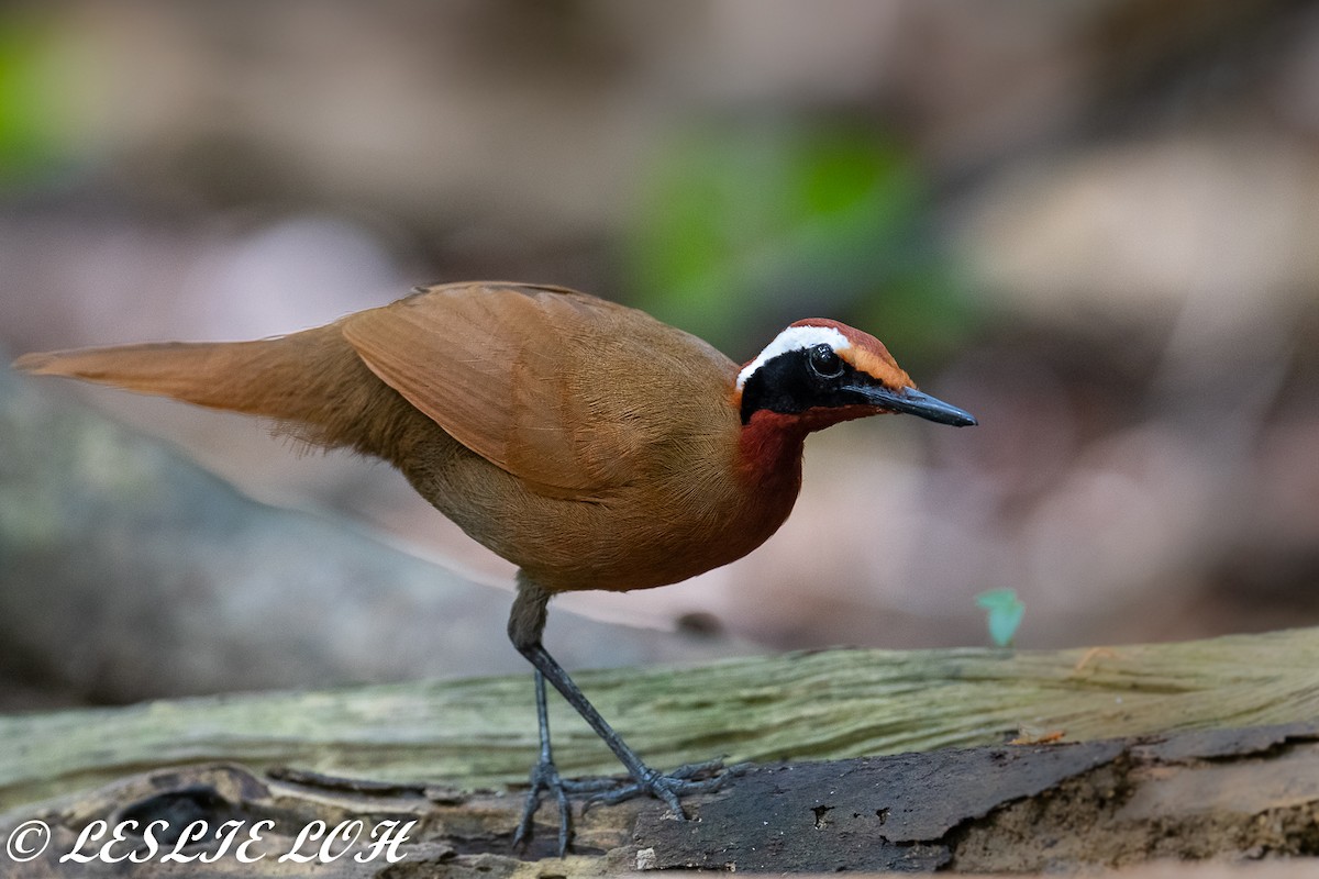 Malaysian Rail-babbler - Leslie Loh