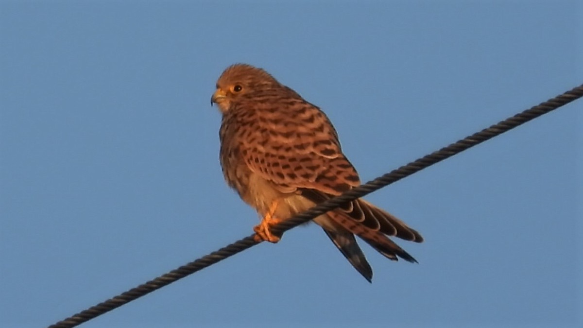 Lesser Kestrel - ML175550621