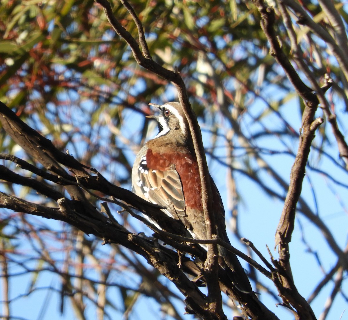 Chestnut Quail-thrush - Frank Antram