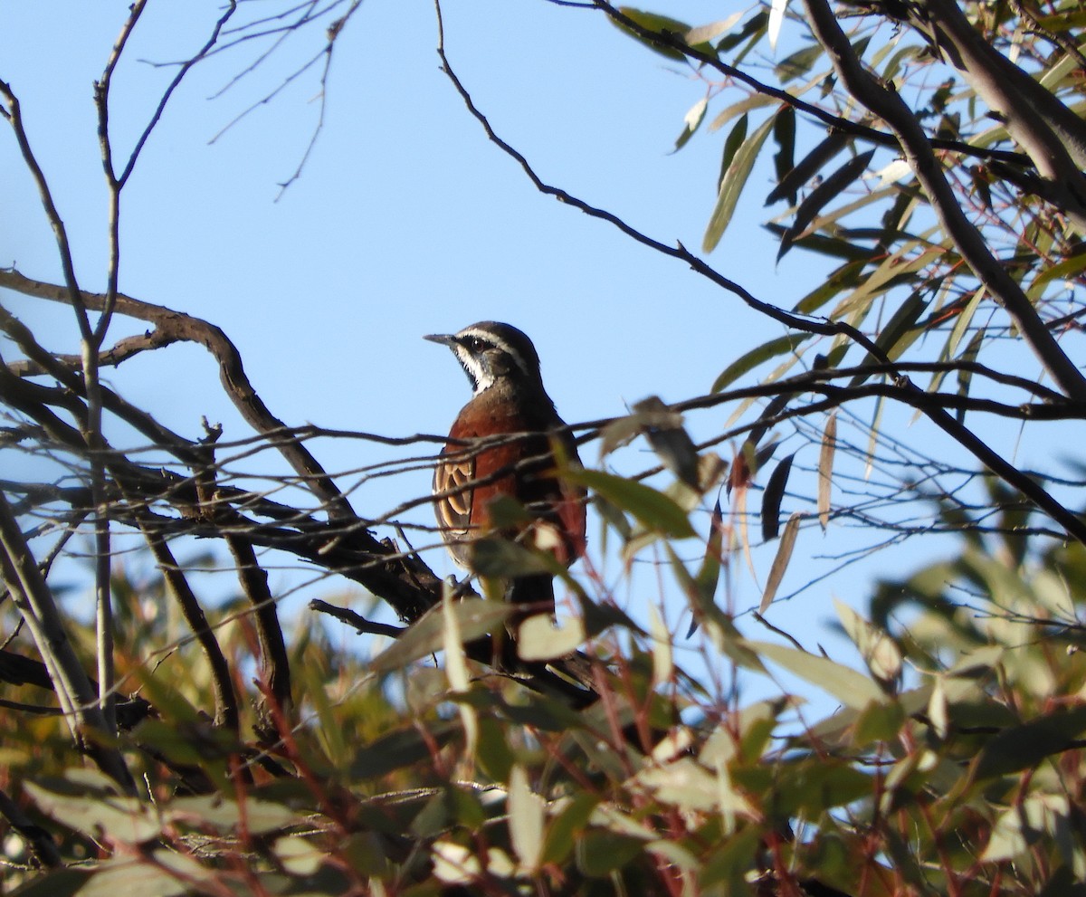 Chestnut Quail-thrush - Frank Antram