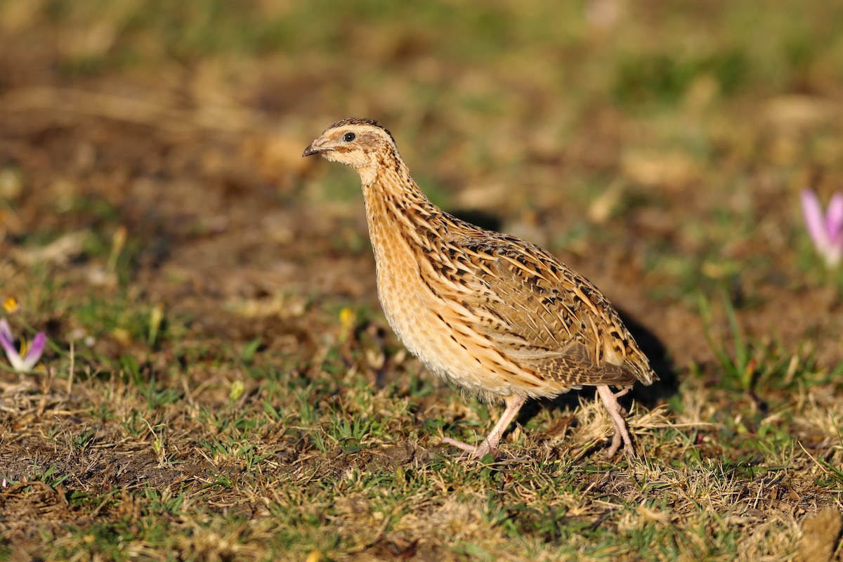 Common Quail - ML175552631