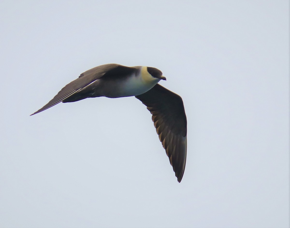 Long-tailed Jaeger - Albert Linkowski