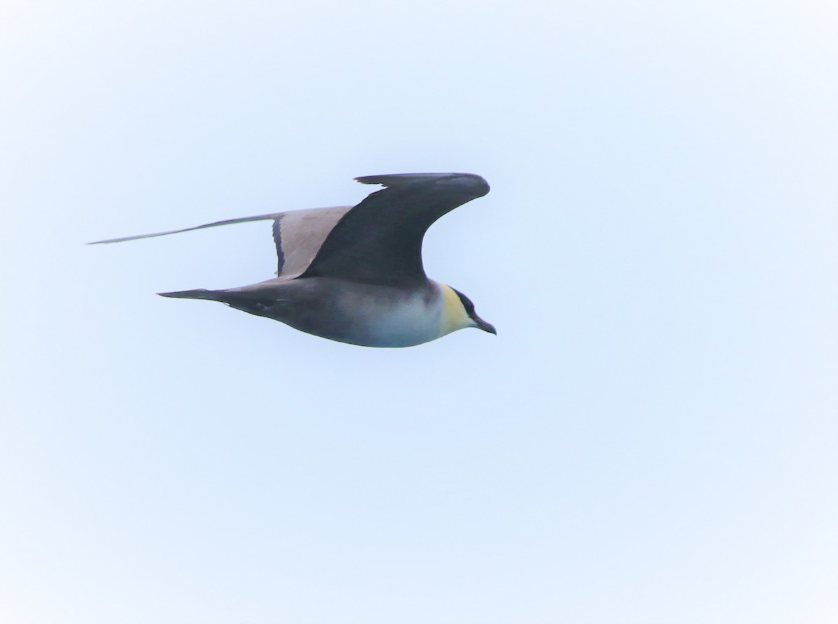 Long-tailed Jaeger - Albert Linkowski