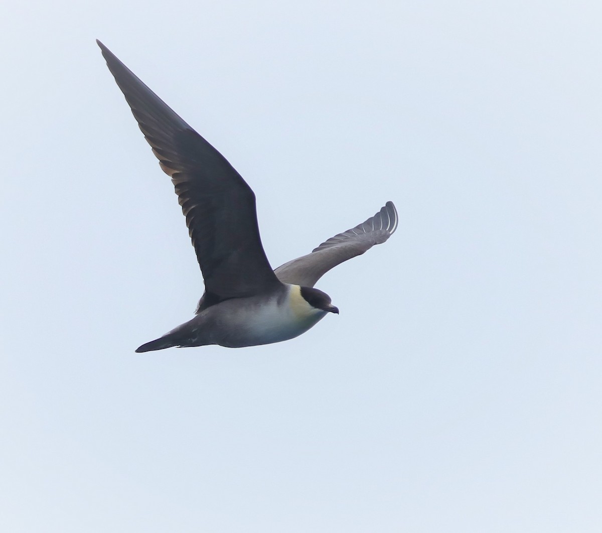 Long-tailed Jaeger - Albert Linkowski