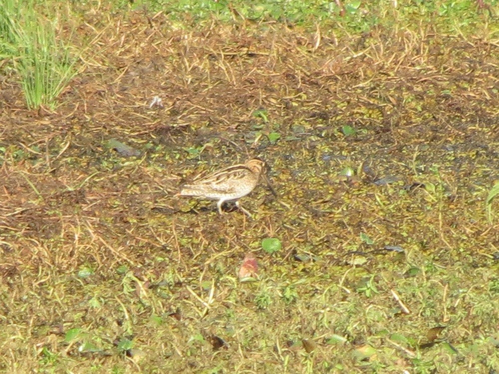 Latham's Snipe - ML175554031
