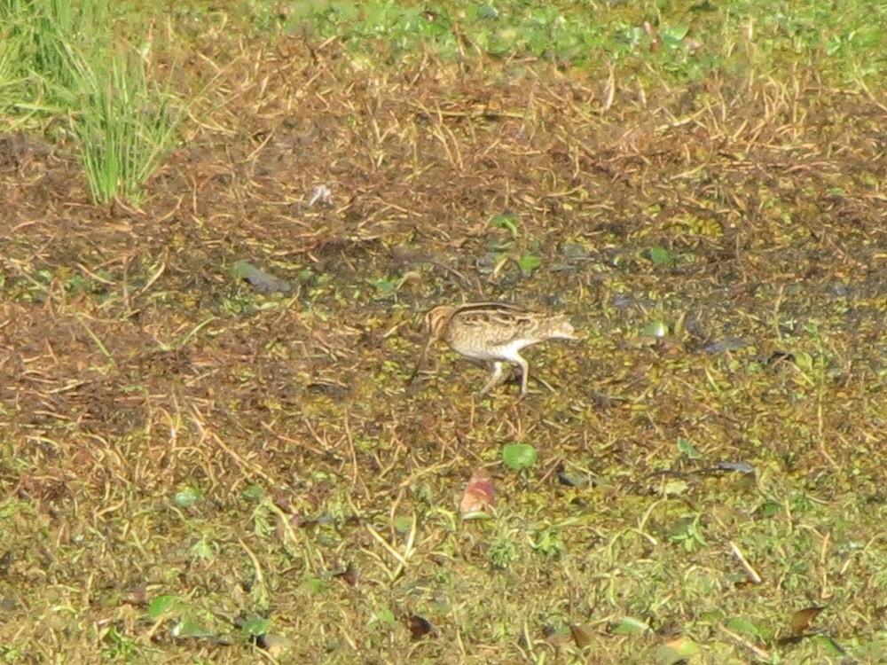 Latham's Snipe - ML175554041