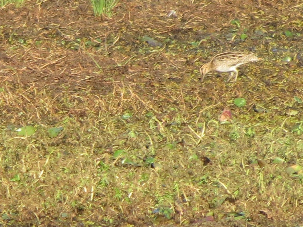 Latham's Snipe - ML175554081