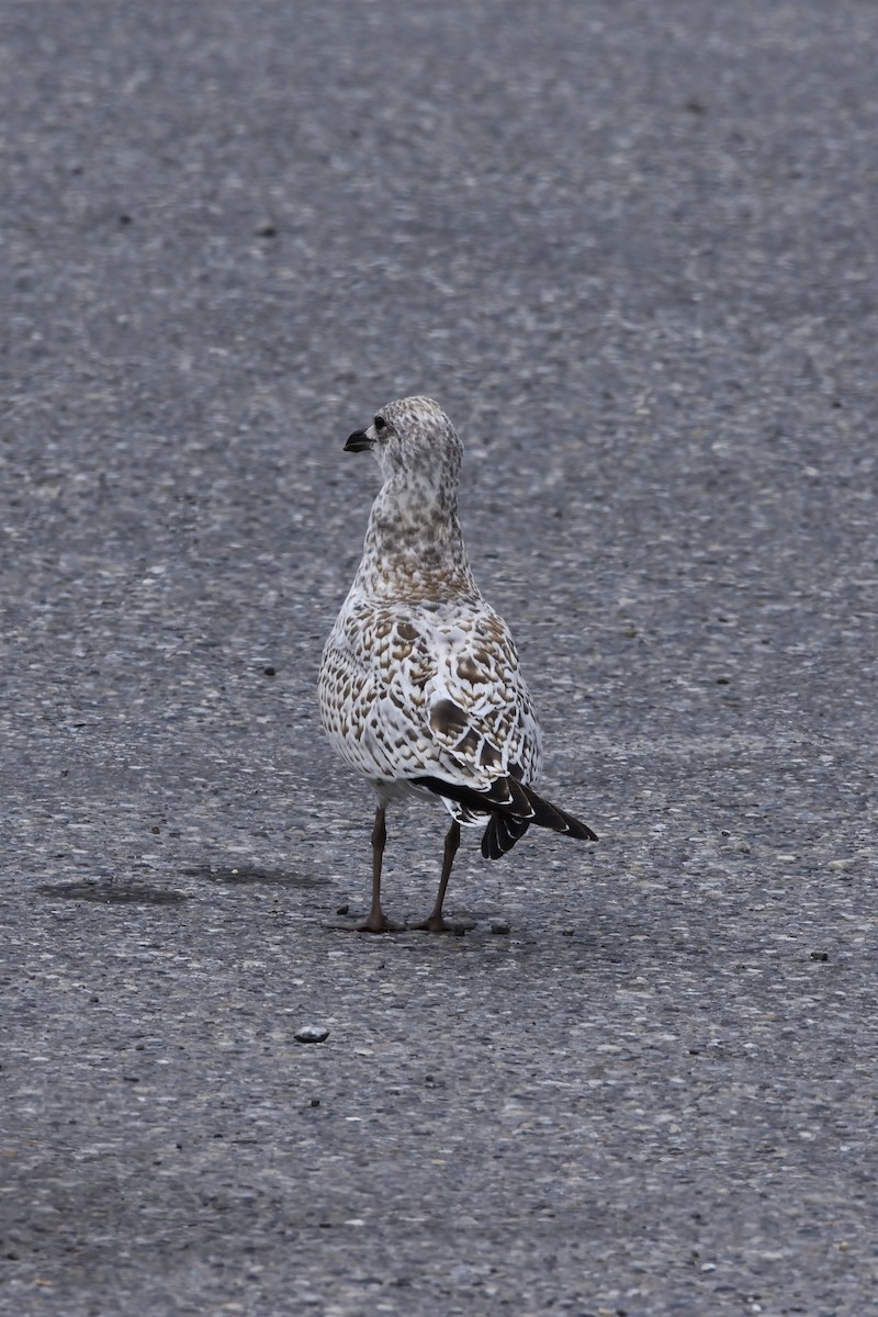 American Herring Gull - ML175554611