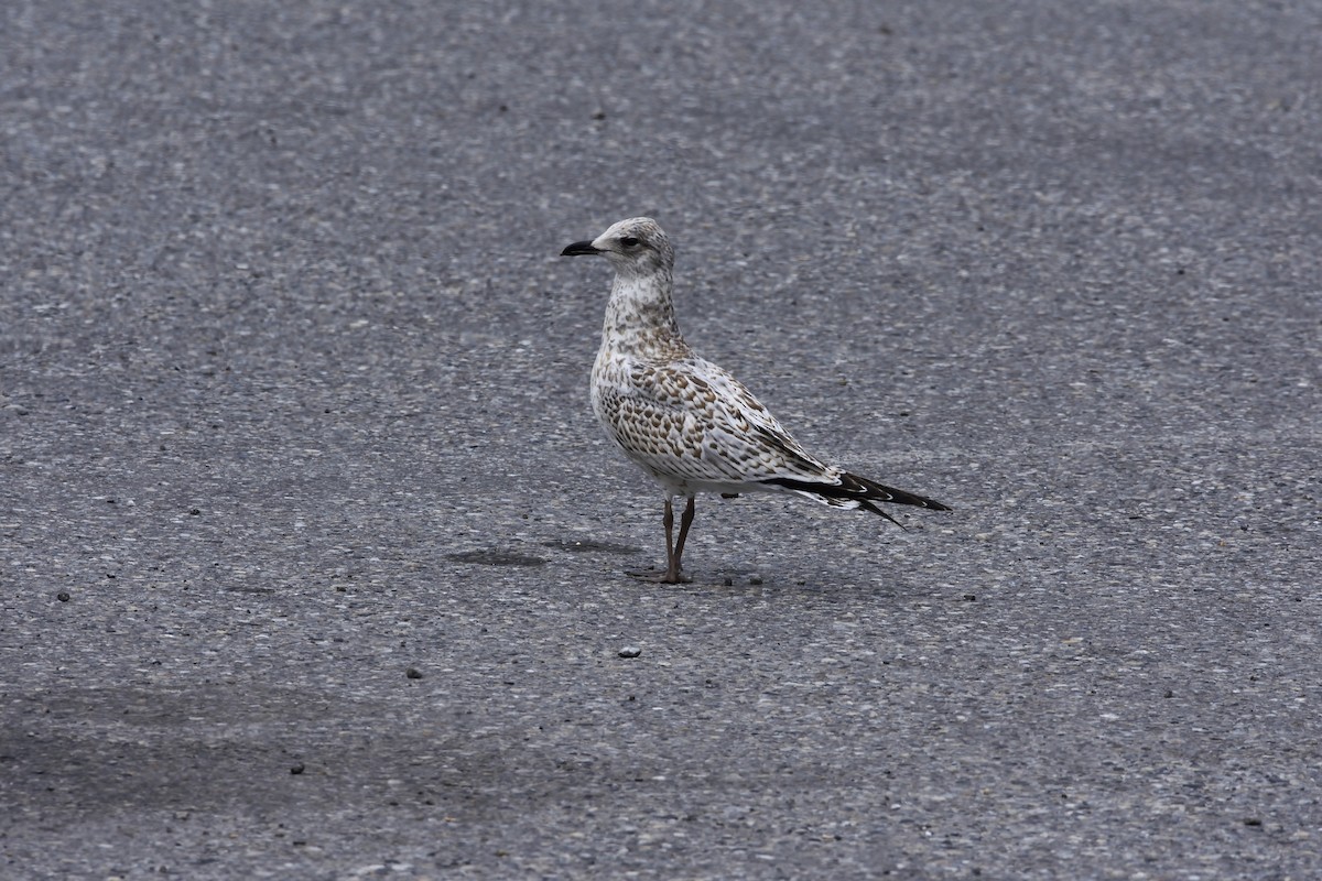 American Herring Gull - ML175554621