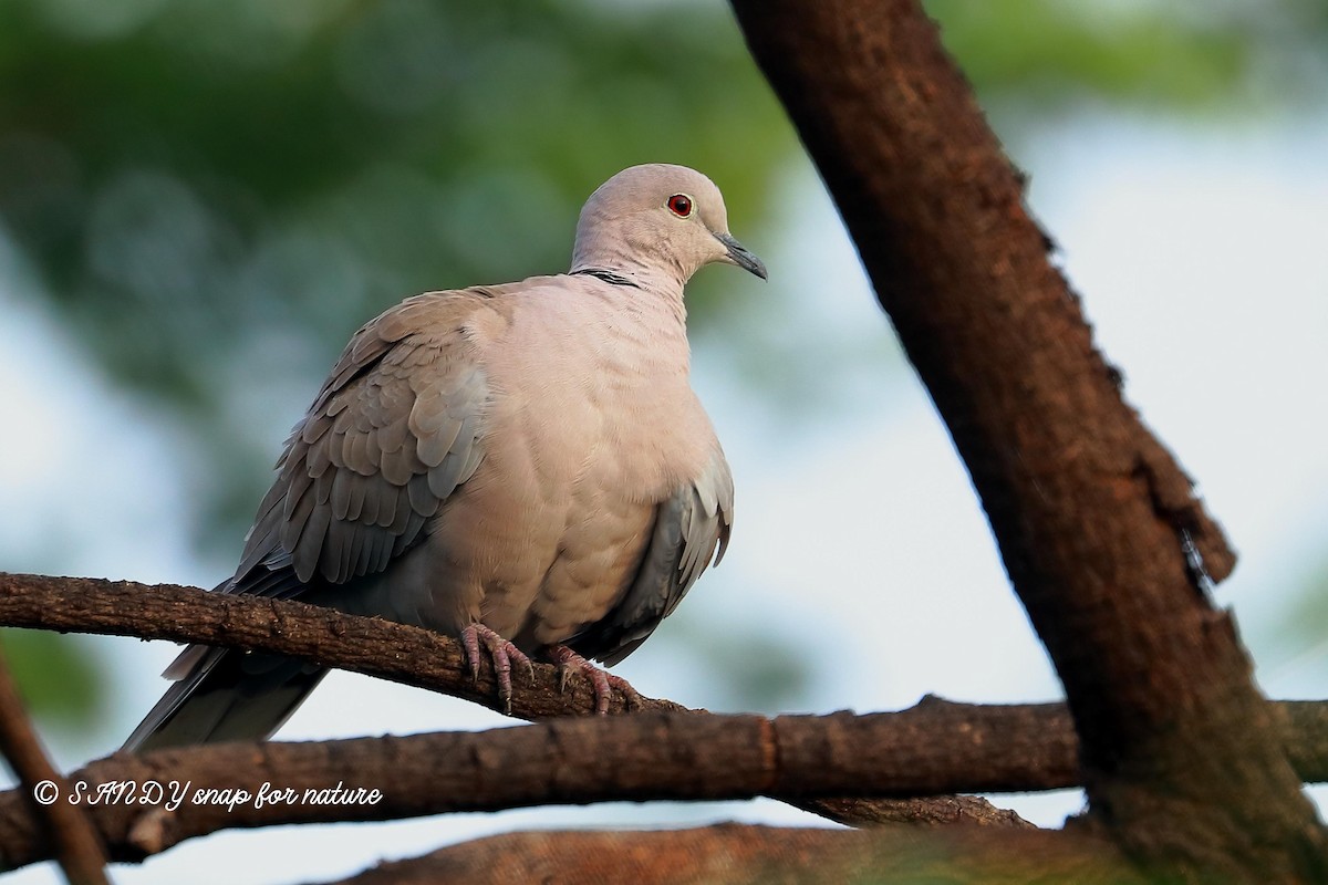 Eurasian Collared-Dove - ML175556091