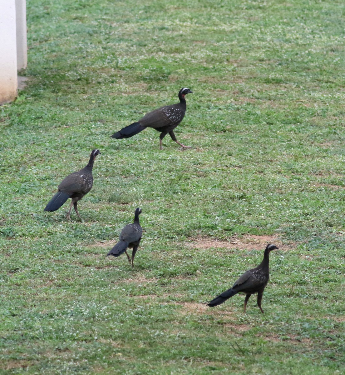 White-browed Guan - ML175556101