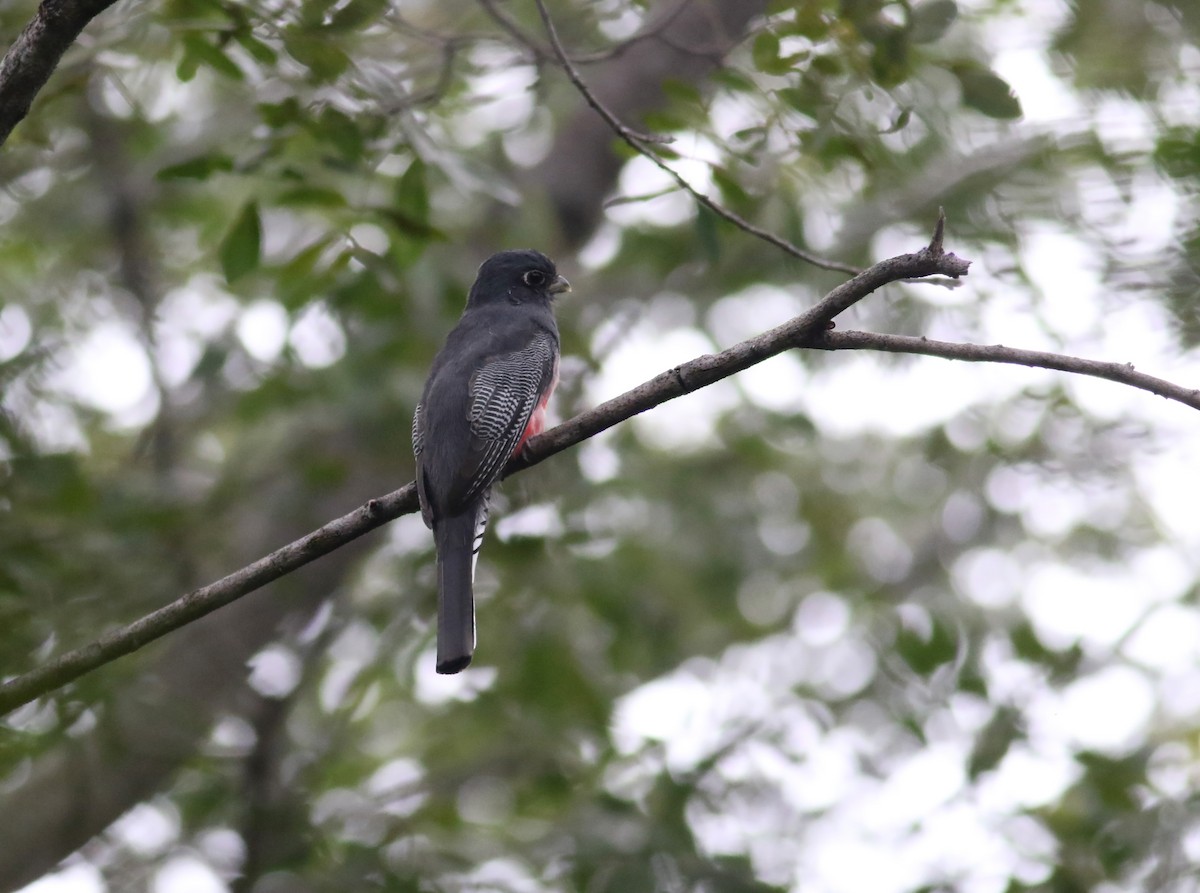 Blue-crowned Trogon - Daniel Branch