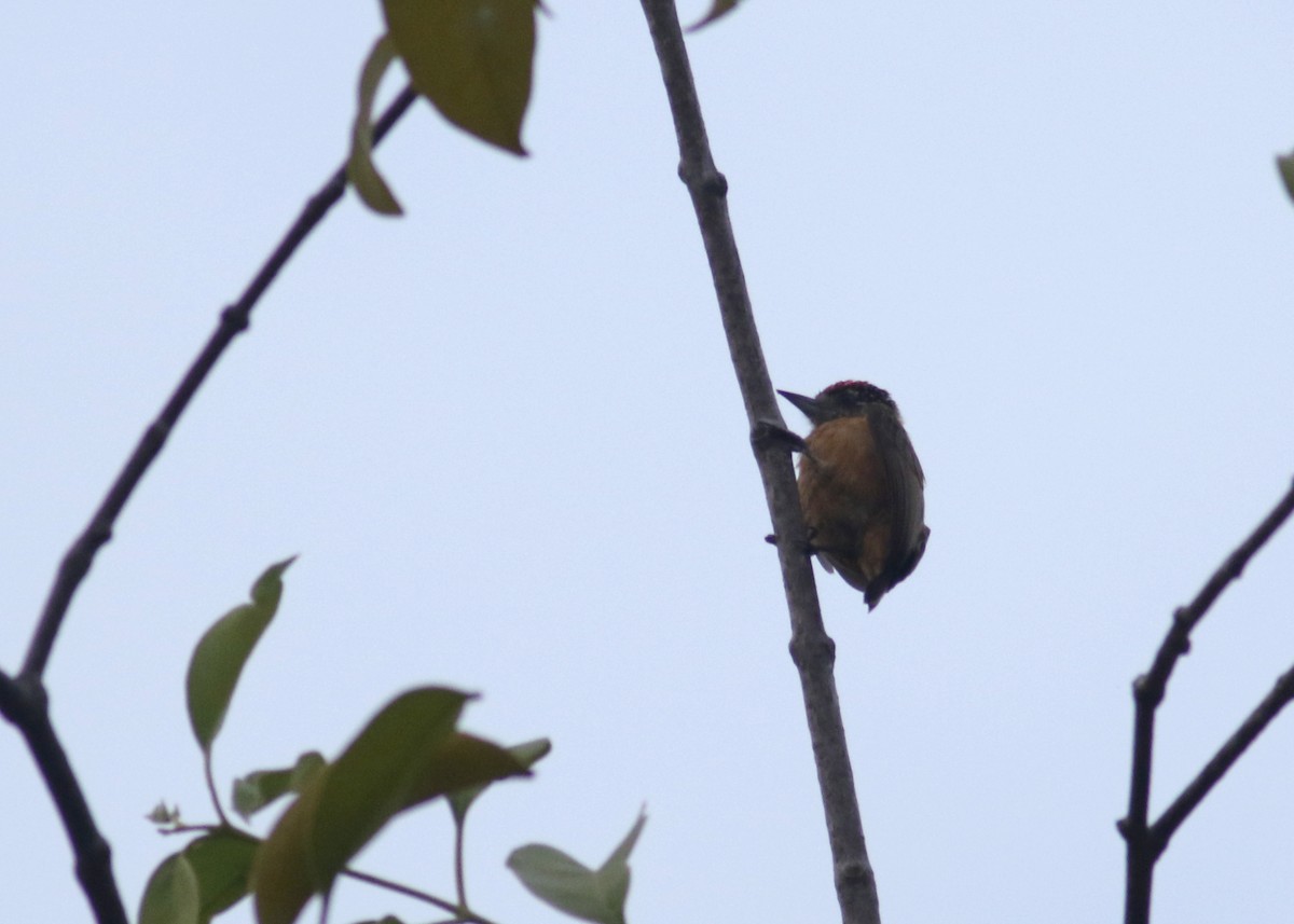 Ochraceous Piculet - ML175557141