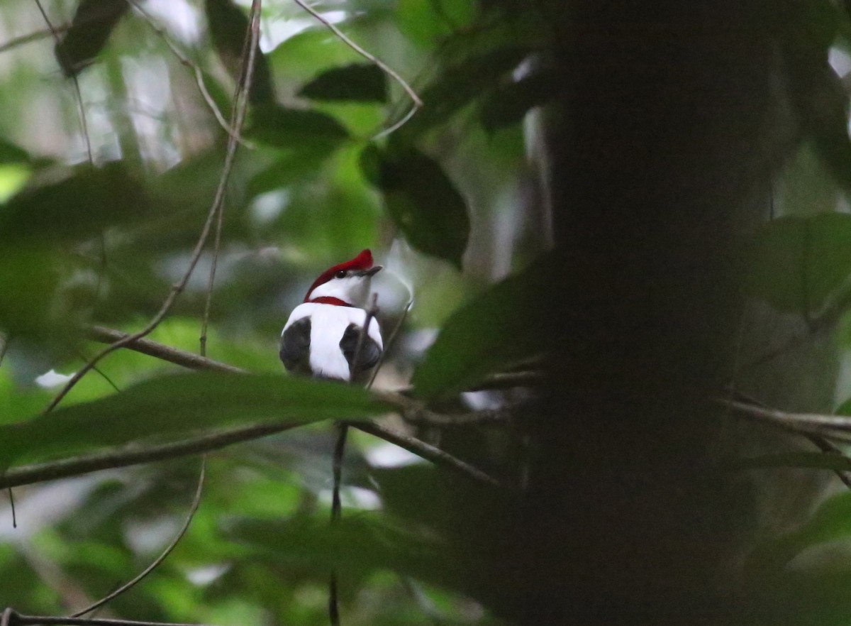 Araripe Manakin - ML175557161